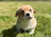 Gorgeous KC Registered, DM, VWD & PRA Clear Male Welsh Pembroke Corgi