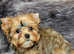 Beautiful Gold Yorkshire Terrier- Pedigree