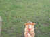Penbrooke corgi