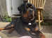 READY NOW Gorgeous chunky pedigree Rottweiler puppies