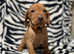 Beautiful Hungarian Vizslas puppies looking for their forever homes