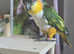 Caique