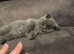 3 British shorthair girls