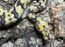 Spotnose Clown Royal Python at Birmingham Reptiles