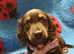 Miniature long coated dachshund puppy