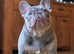 Lilac and tan health tested kc registered male