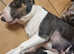 Bullterrier puppy.