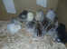Chicks - Pekin Bantam day old