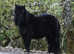 Black standard shetland pony