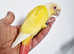 Gorgeous baby lutino conure