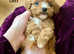 Beautiful loving Cavapoochon's