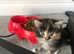 Part ragdoll kittens for sale