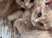 Cream kitten available now