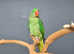 Baby Alexanderine Talking Parrot,18