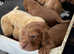 Working cocker spaniel Puppies