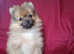 Pomeranian pup for sale