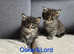 Maine coom kittens