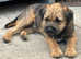 Kc registered border terriers
