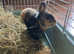 Indoor Rabbit for good home