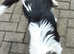 RARE PARTI TRI ROUGH COLLIE