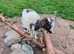 Registered Bagot Goat Nanny & Wether 12 Months Old