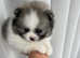 3 XS Pomeranian  boys.