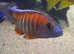 Assorted Lake Malawi Cichlids