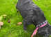 Tibetan terrier