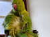 Beautiful baby Indian ringnick parrot