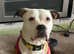 Gorgeous boxer cross girl available for adoption