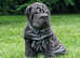 Shar Pei Puppies