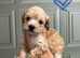 Poochon baby