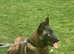7 months old Belgium malinios