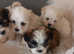 Malshi puppies looking for loving homes
