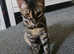 Female Charcoal Bengal