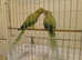 Pair of Split Blues adult Indian Ringnecks £300 ono