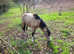 Beautiful Dun New Forest gelding
