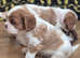 (Health tested) Cavalier puppies