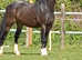 Welsh b mare 5yrs 12.2