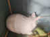 Pure white red eye albino female rabbit