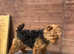 Kc registered Welsh Terrier girl