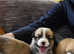 Gorgeous Pembrokeshire corgi puppies