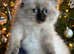 Ragdoll Kittens (GCCF REGISTERED AND FULLY HEALTH TESTED)