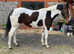 Hack/potential allrounder. Lovely temperament.