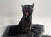 British Shorthair female