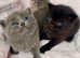 Beautiful Bsh Kittens (READY 8TH JUNE)