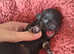 PUG/CHIHUAHUA/CHIHUAHUA FOR SALE