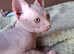 Only 2 left Sphynx kittens