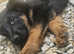 German shepherd puppies for sale