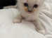 Ragdoll Kittens boys £380